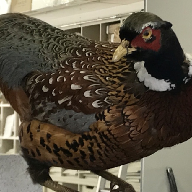LaiLaのカバー写真