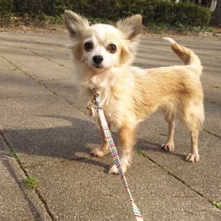 【３/５譲渡会】穏やかフレンドリーなチワワ♀