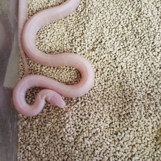 カリキンです！