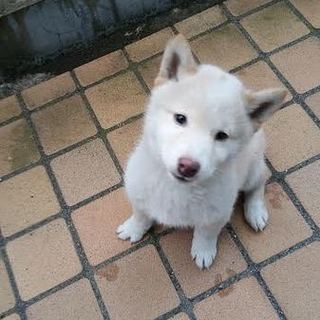 やんちゃな白柴生後４ヶ月