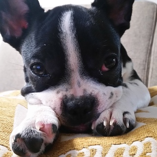 皮膚の弱いフレブル女の子１歳６ヵ月