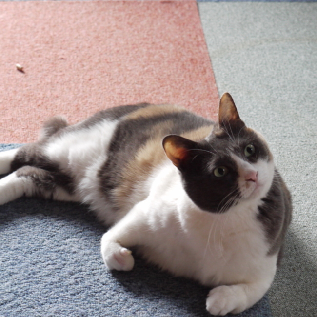 comugiのカバー写真