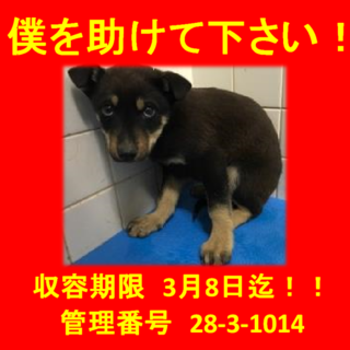 里親決定しました☆