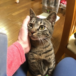 大きな目のシャイな甘えんぼちゃん