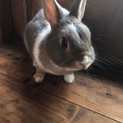 応募を一旦中止します。かわいいメスのミニウサギ　