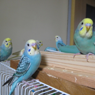 里親希望のみなさんありがとうございました