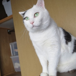 大きめ男子（ゴマちゃん）