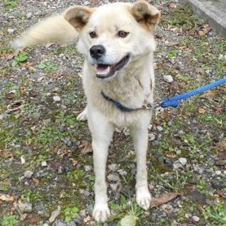 福島県県南保健所収容中の男の子です