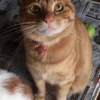 茶トラの人懐っこい子ツキマル君1歳（推定）動画有り