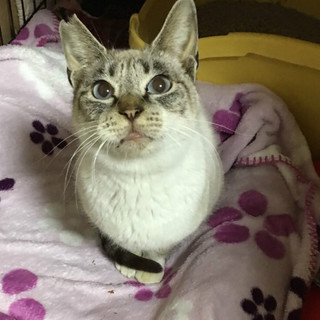 【募集中止】美人系シャムミックス♡