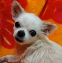 小型犬１９匹レスキューよりチワワ「もみじちゃん」