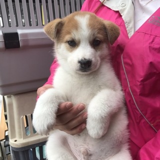 ミックス犬 ♂39番里親募集です！