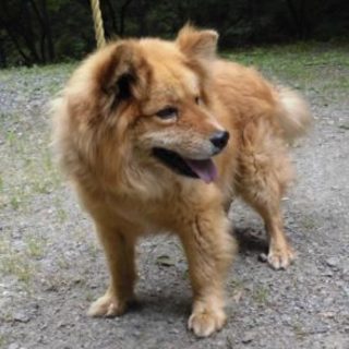 福島県県南保健所に収容中の男の子です