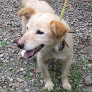 福島県県南保健所収容中の男の子です