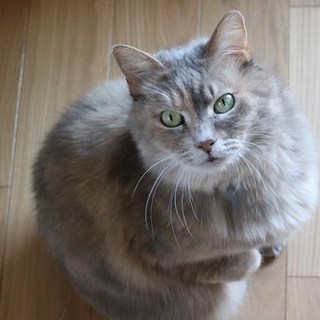 抱っこ大好きシニア猫さんです