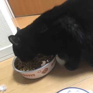 可愛い黒猫ちゃん♡