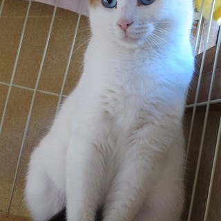 青い目のあおめちゃん