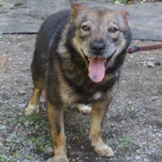 福島県県南保健所収容中の男の子です