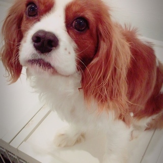 素敵なご家族にお引き受けいただきました！