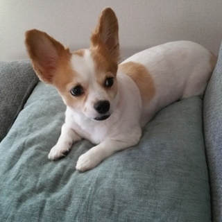 里親決定致しました。ありがとうございました。