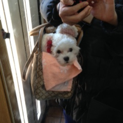 「杏菜がきてから３週間（里親になりました）」サムネイル1