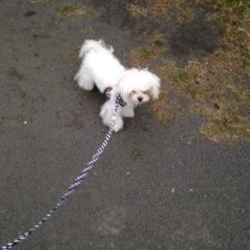 「杏菜がきてから３週間（里親になりました）」サムネイル2