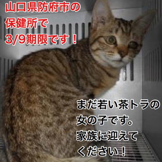 若い茶トラの女の子です