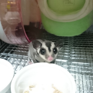 フクロモモンガ男の子