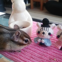 「ひなまつり」サムネイル2