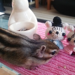 「ひなまつり」サムネイル3