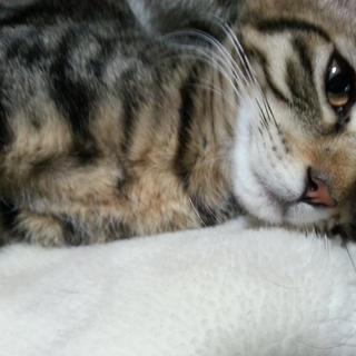 やさしいキジトラの女の子