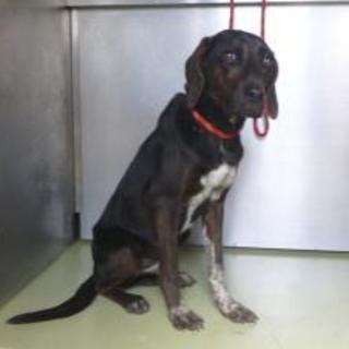 飼い主さんをさがしています