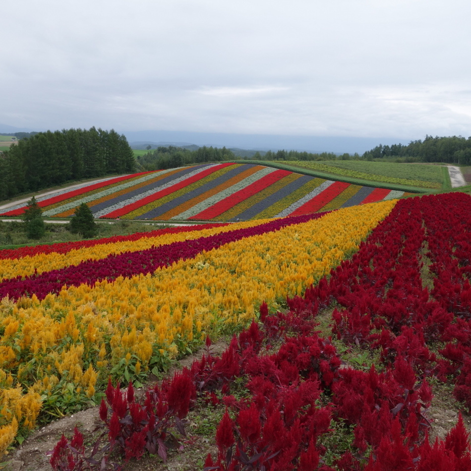 サムのカバー写真