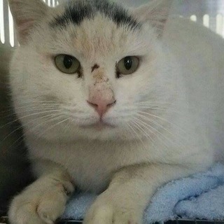 8日までです。処分が近いです。助けて下さい！