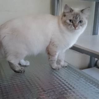 目が青くて、かなり甘えん坊★