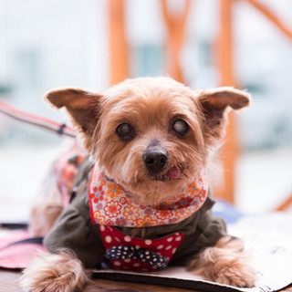 ヨークシャテリアのキャミちゃん里親募集中！