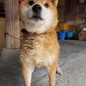 柴犬の女の子レモン里親さん募集‼︎