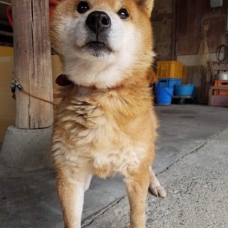 柴犬の女の子レモン里親さん募集‼︎