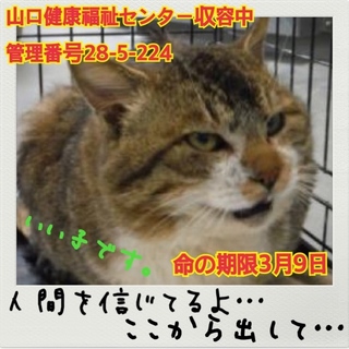 保健所収容中！助けてください！