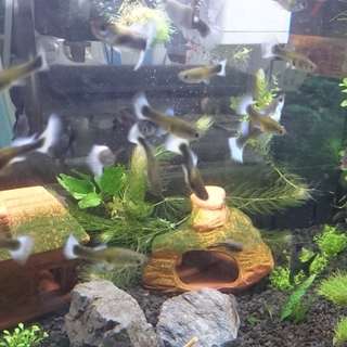 ドイツイエロータキシードグッピー