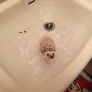 里親決定しました。ありがとうございました。