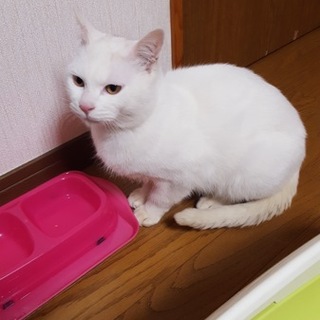 甘えん坊のシロ猫です