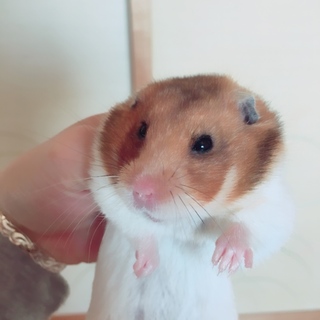 おっとりしています。ゴールデンハムスター:メス