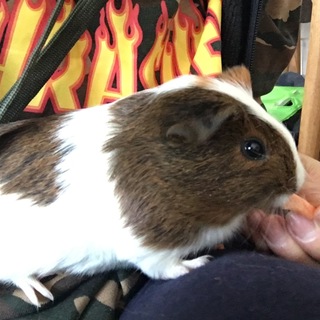 モルモットの赤ちゃん