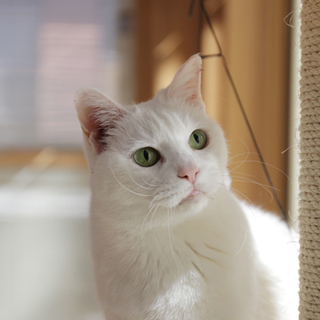 きれいな白猫さん