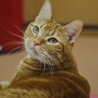 マンチカンきなこ