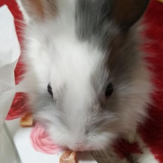 ミニウサギ里親募集!