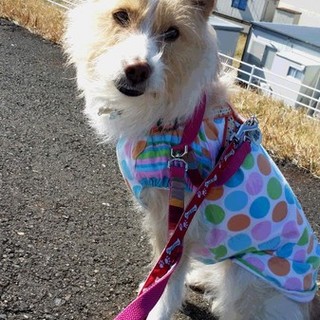 人が大好き　テリアMIXの「ジョア」だよーっ☆