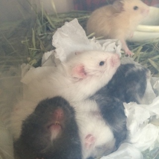 ゴールデンハムスターのベビー里親募集