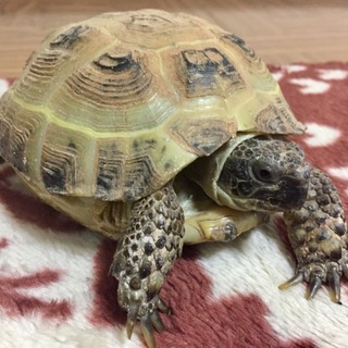 一時新規の募集停止中です。ロシアリクガメ12センチ